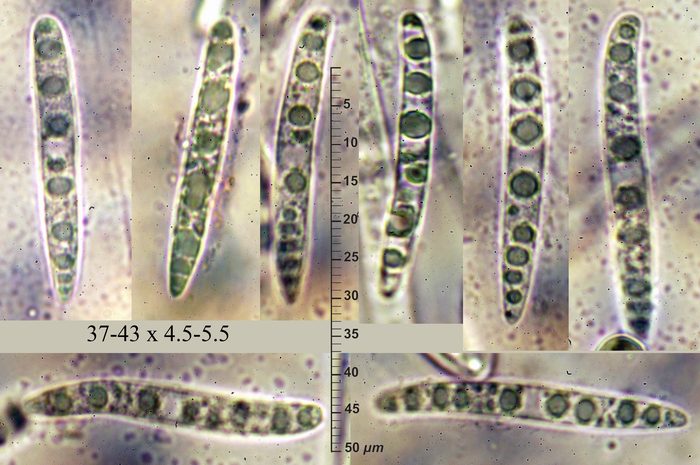 macrostoma