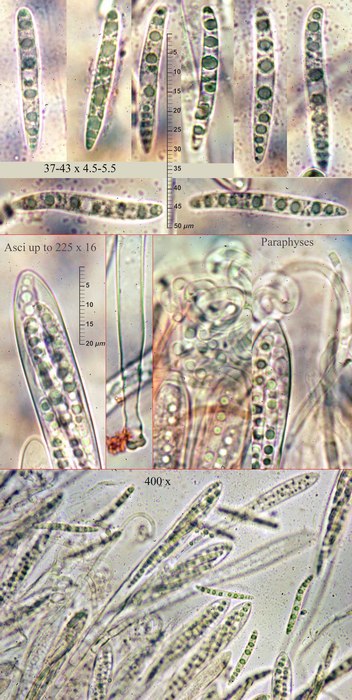 macrostoma