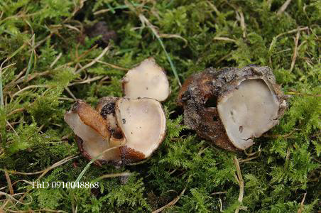 macrostoma