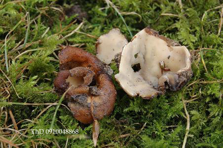 macrostoma