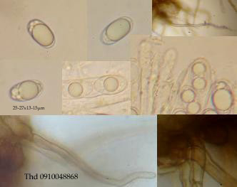 macrostoma
