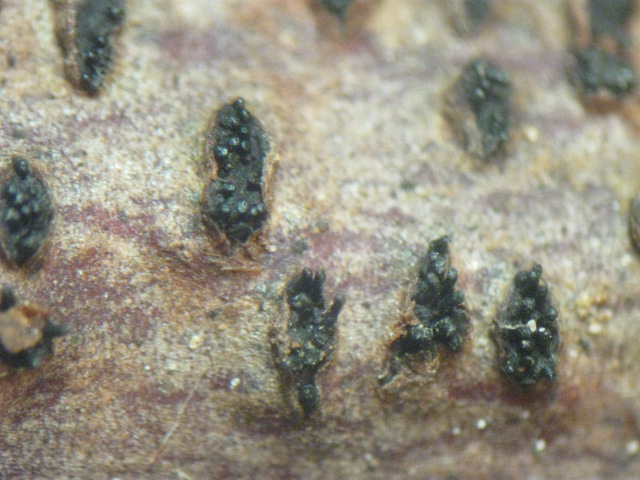 macrostoma
