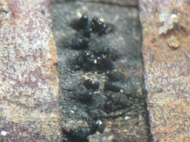 macrostoma