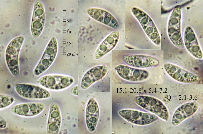 macrostoma