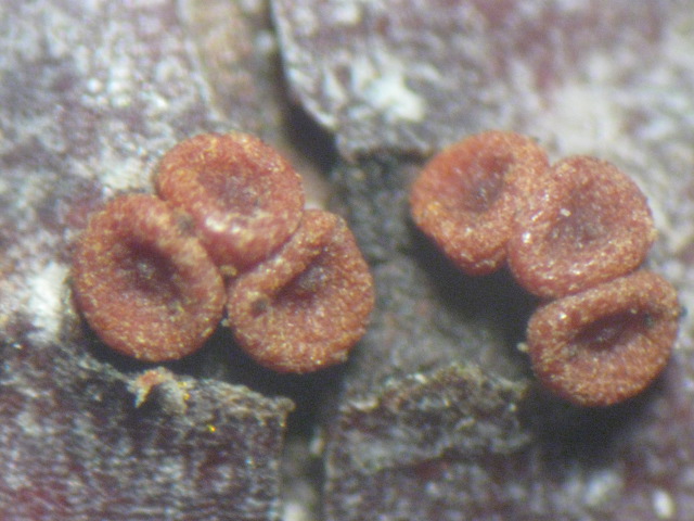 macrostoma