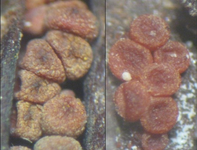 macrostoma