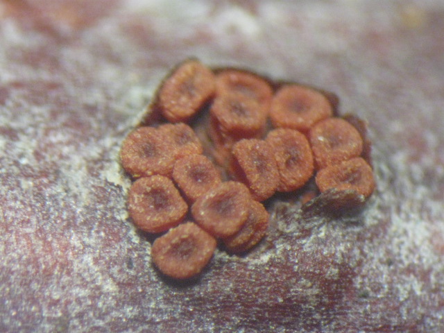 macrostoma