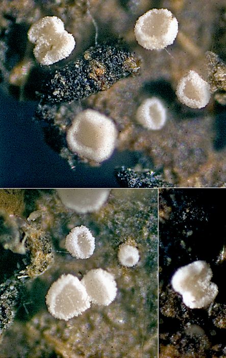 macrostoma