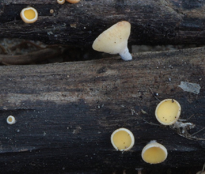 macrostoma