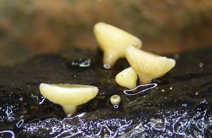 macrostoma