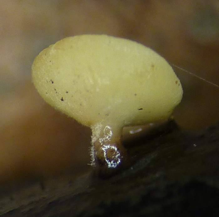 macrostoma