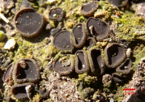 macrostoma