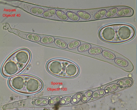 macrostoma