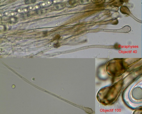 macrostoma