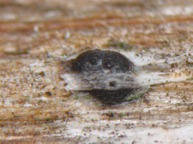 macrostoma
