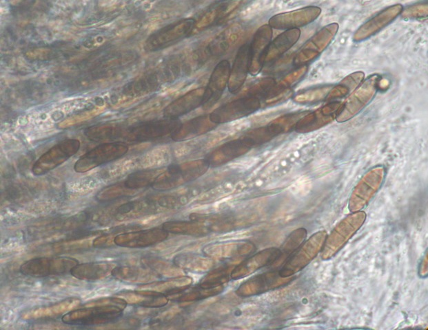 macrostoma