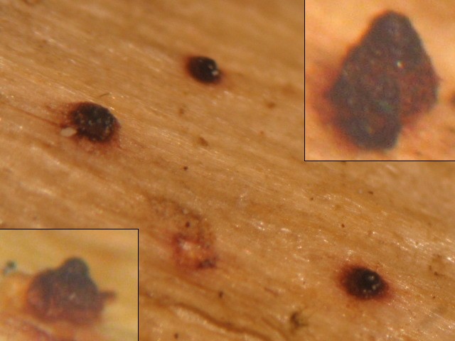 macrostoma