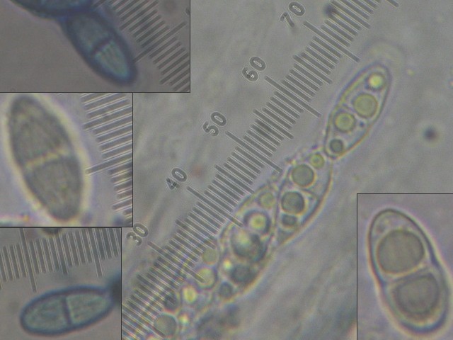 macrostoma