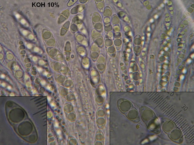 macrostoma
