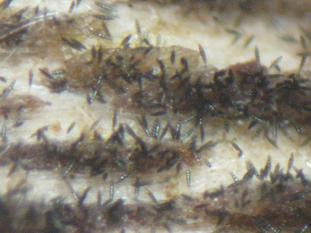 macrostoma