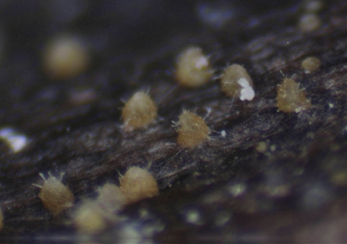 macrostoma