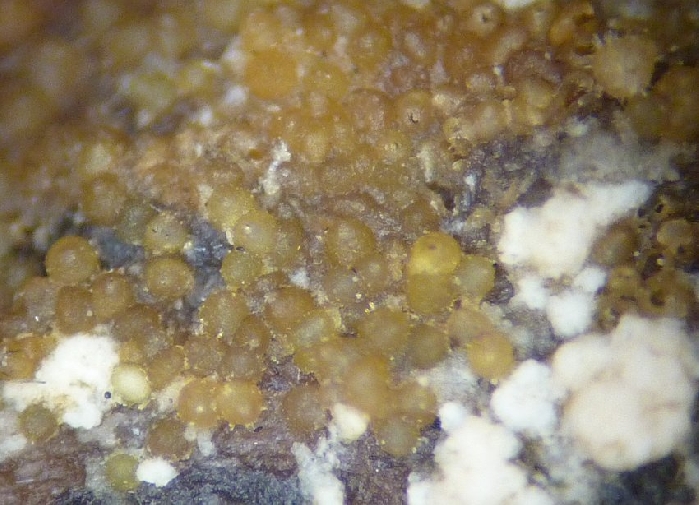 macrostoma