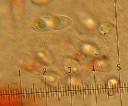 macrostoma