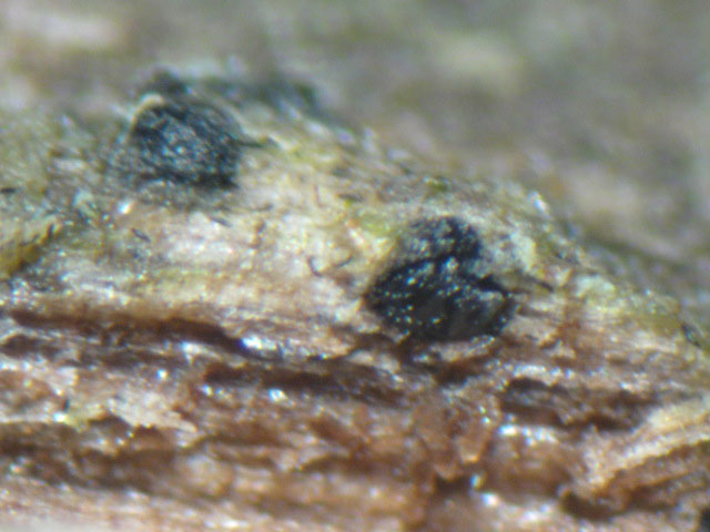 macrostoma