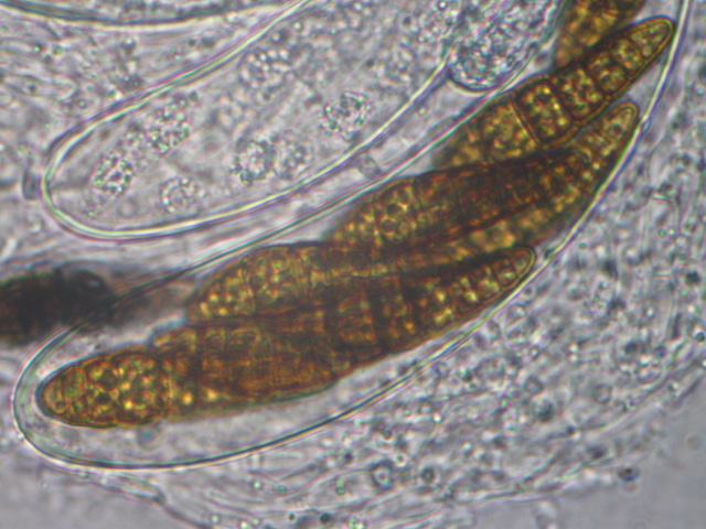 macrostoma
