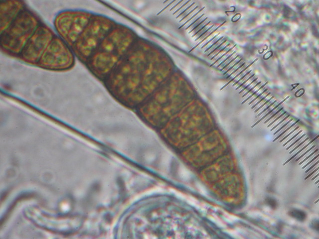 macrostoma