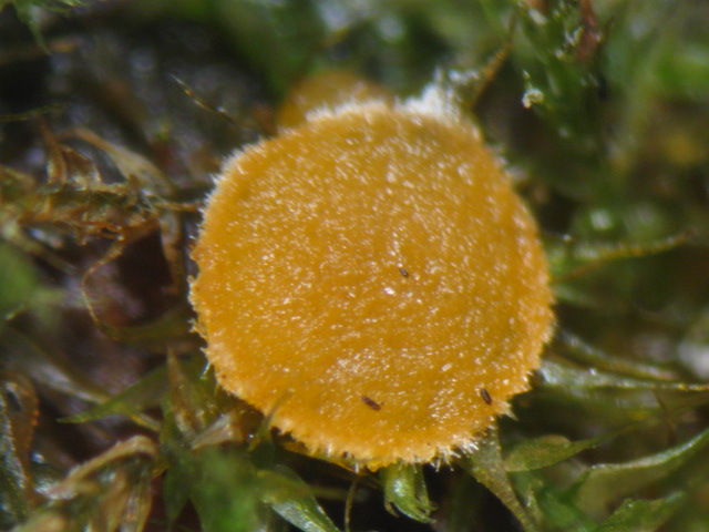 macrostoma