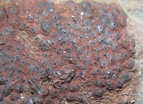 macrostoma