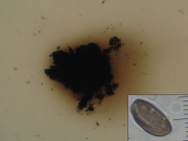 macrostoma