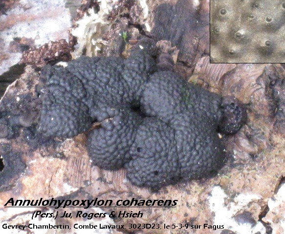 macrostoma