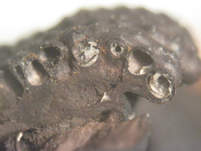 macrostoma