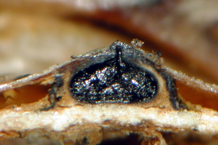 macrostoma