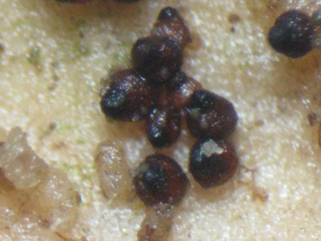 macrostoma
