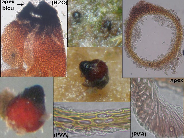 macrostoma