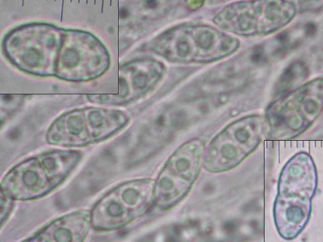 macrostoma