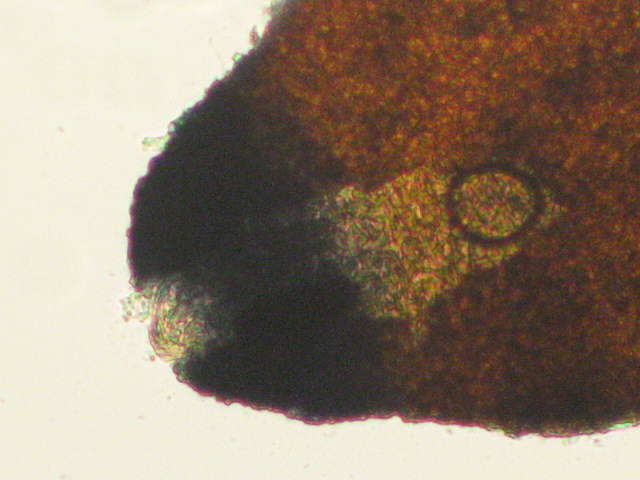 macrostoma
