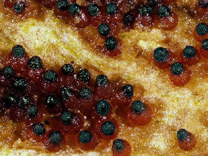 macrostoma