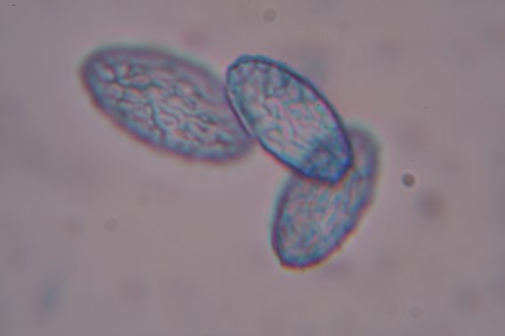 macrostoma