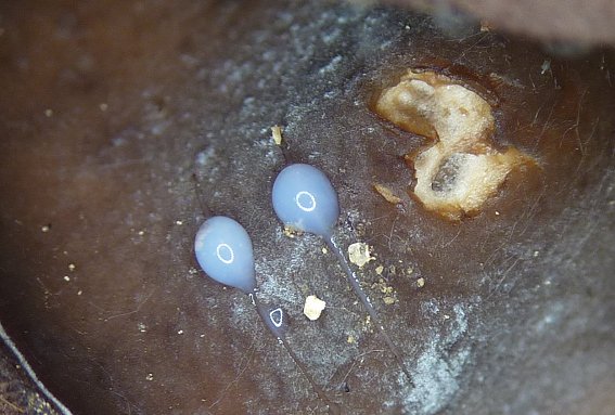 macrostoma