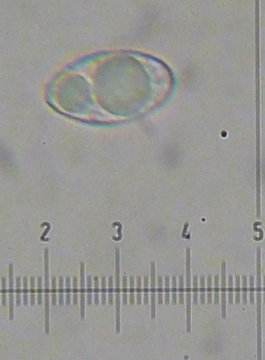 macrostoma