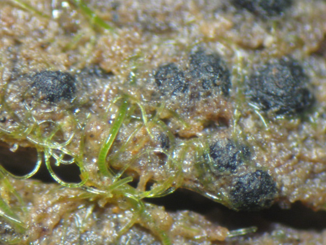 macrostoma