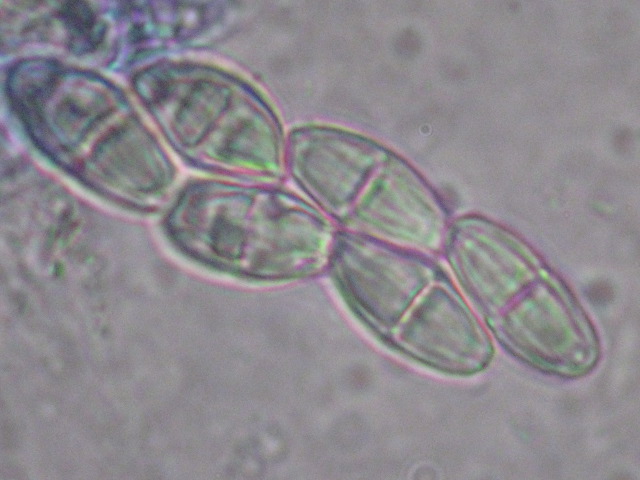 macrostoma