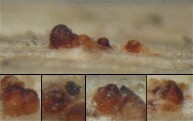 macrostoma