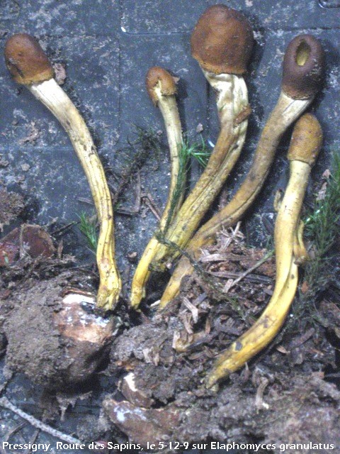 macrostoma