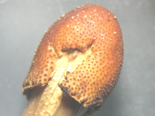 macrostoma