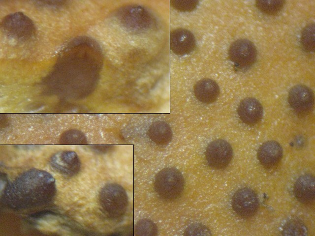 macrostoma